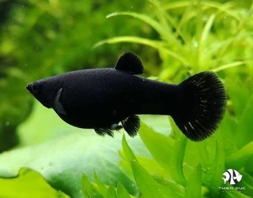 Black molly’s