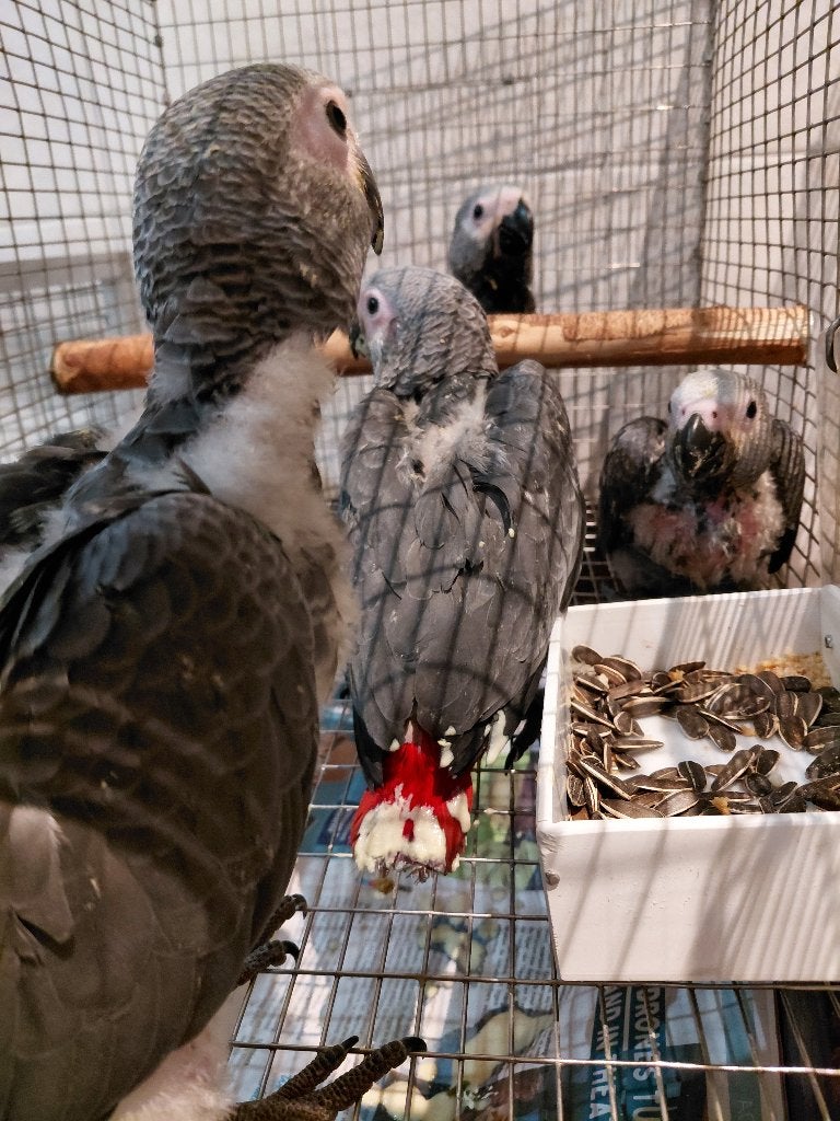 Baby Congo Grijze roodstaart-papegaaien/Gris du Gabon en ..., Dieren en Toebehoren, Vogels | Parkieten en Papegaaien, Papegaai