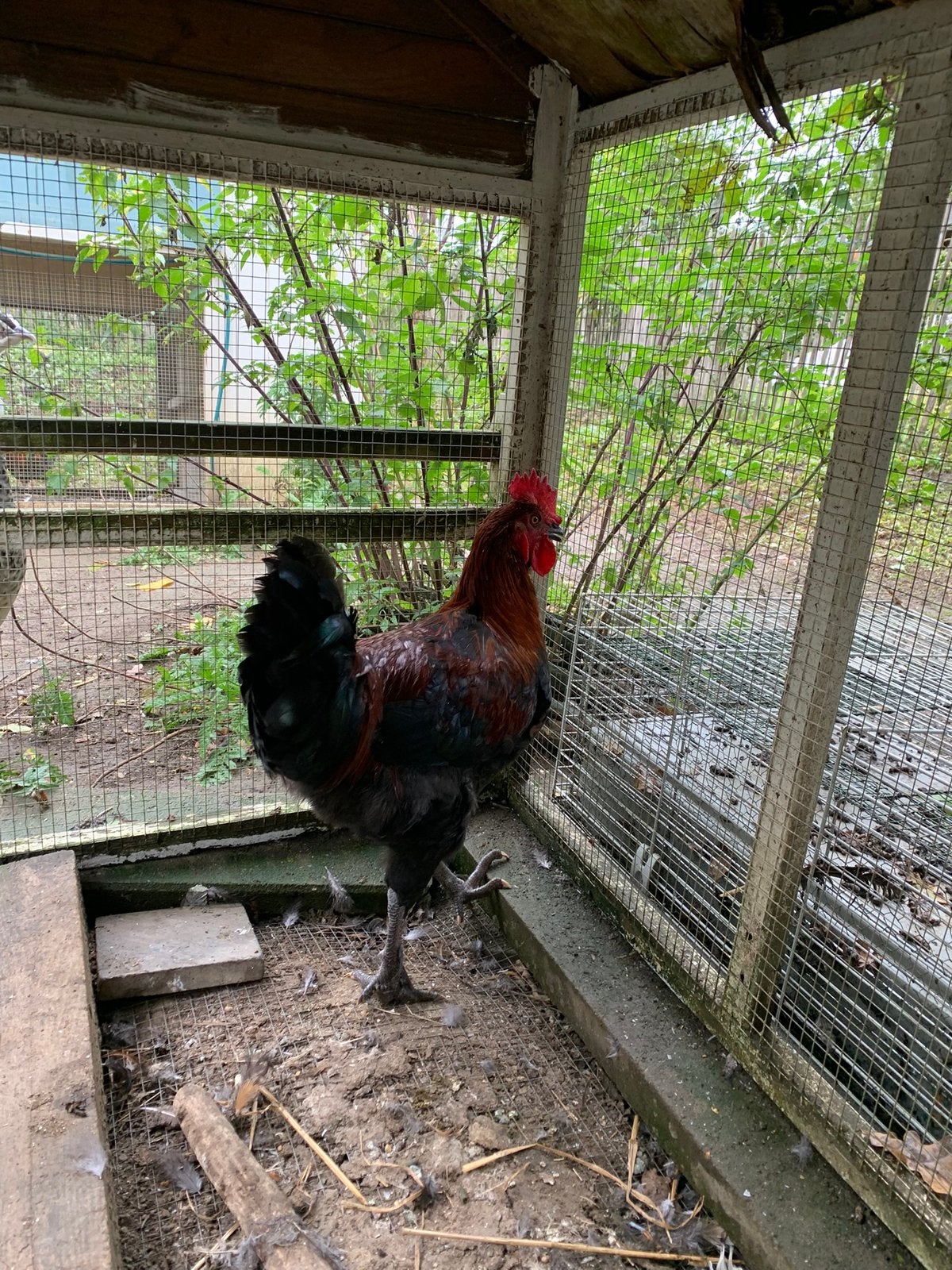 Coq Marans né et élevé à la main à vendre, Animaux & Accessoires, Mâle, Poule ou poulet