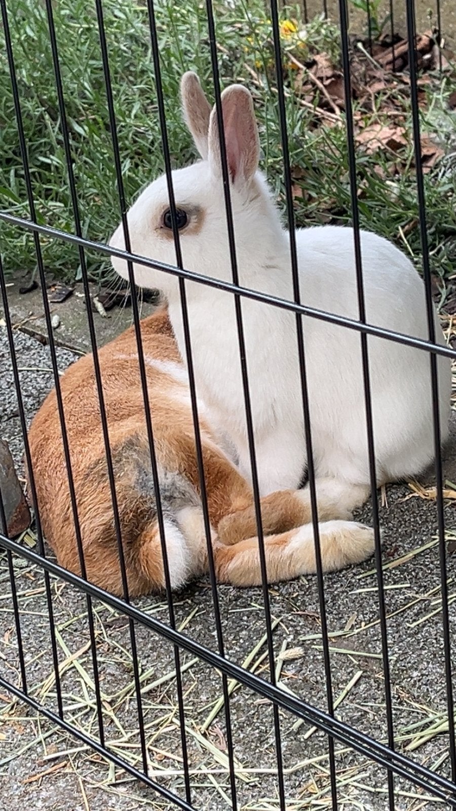 2 lieve konijntjes te koop ENKEL SAMEN