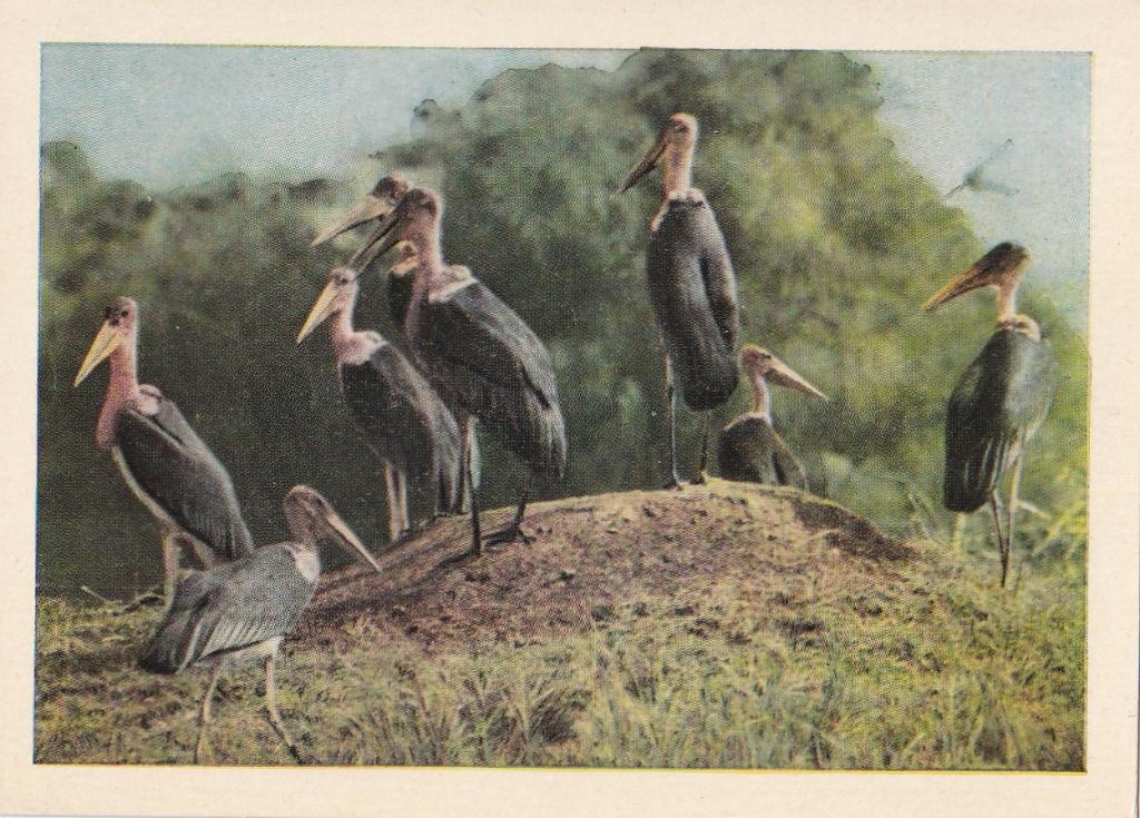 CHROMO  MARABOES, Collections, Envoi, Comme neuf, Animal, Gravure