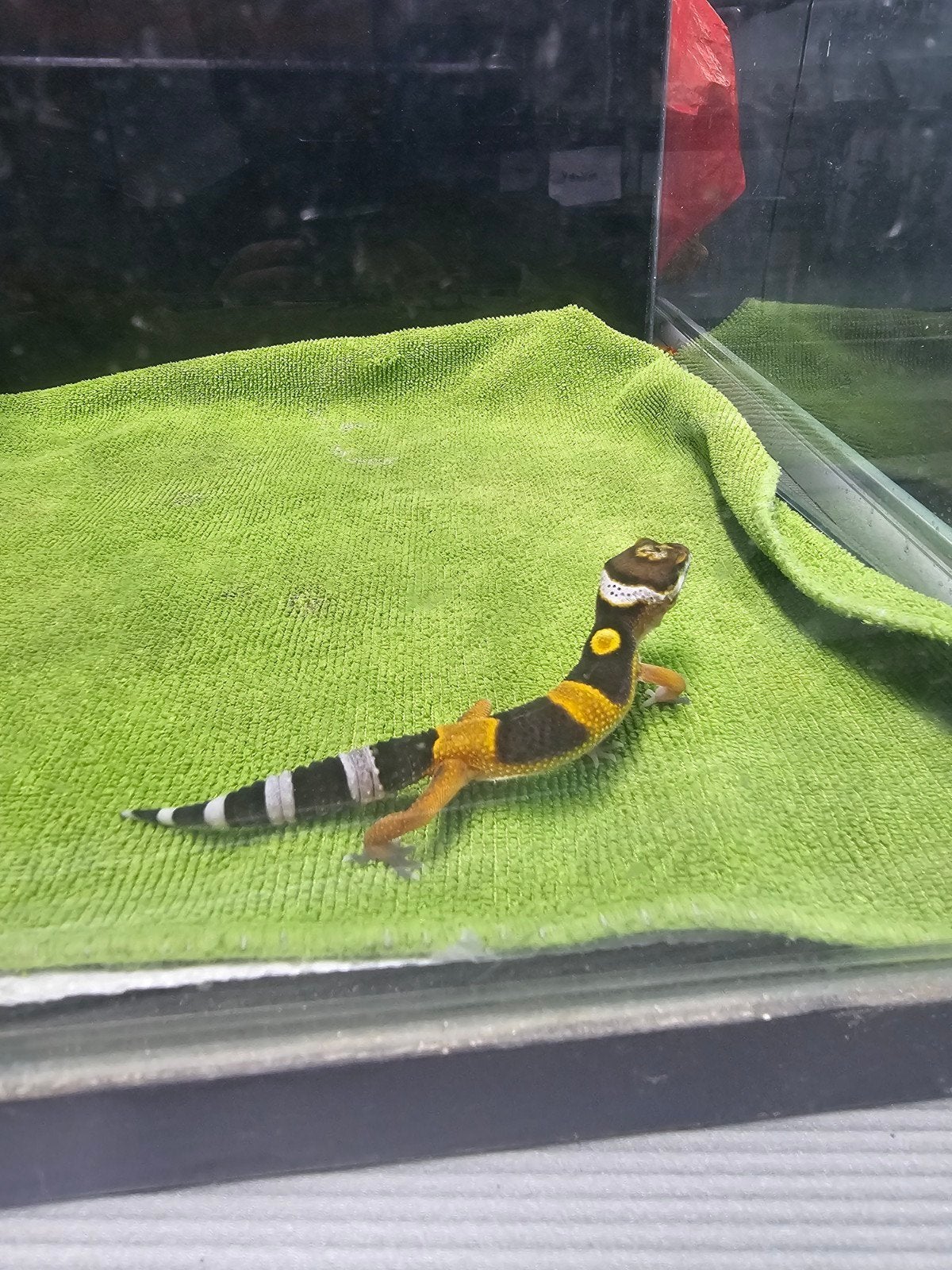 zeer mooie baby luipaardgekko h1, Hagedis, Tam, 0 tot 2 jaar