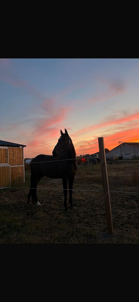 Paard te koop, Enlèvement ou Envoi, Comme neuf