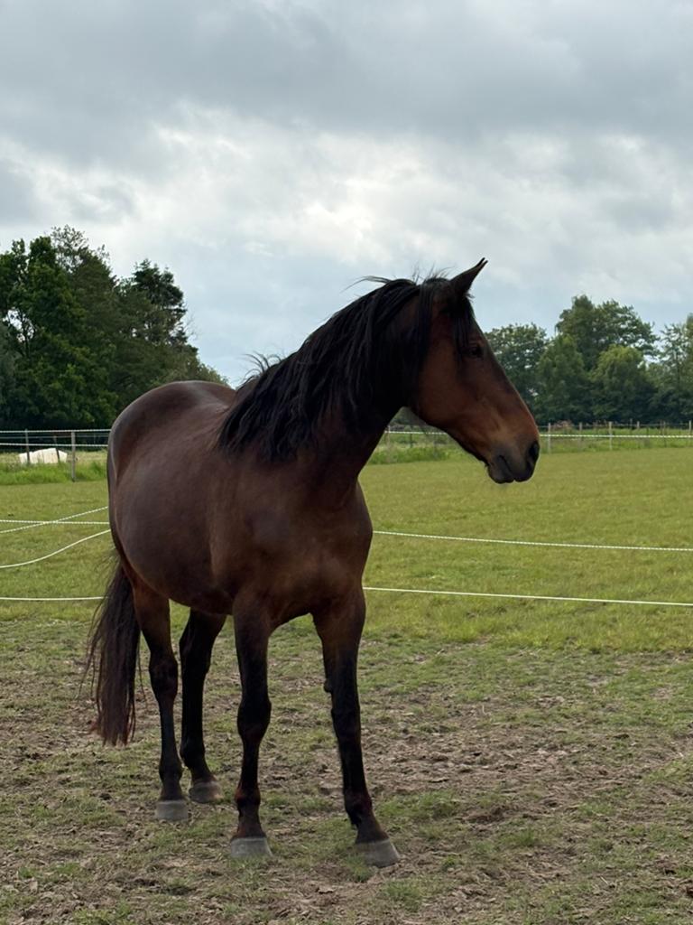 Te koop‼️, Dieren en Toebehoren, Paarden, Merrie