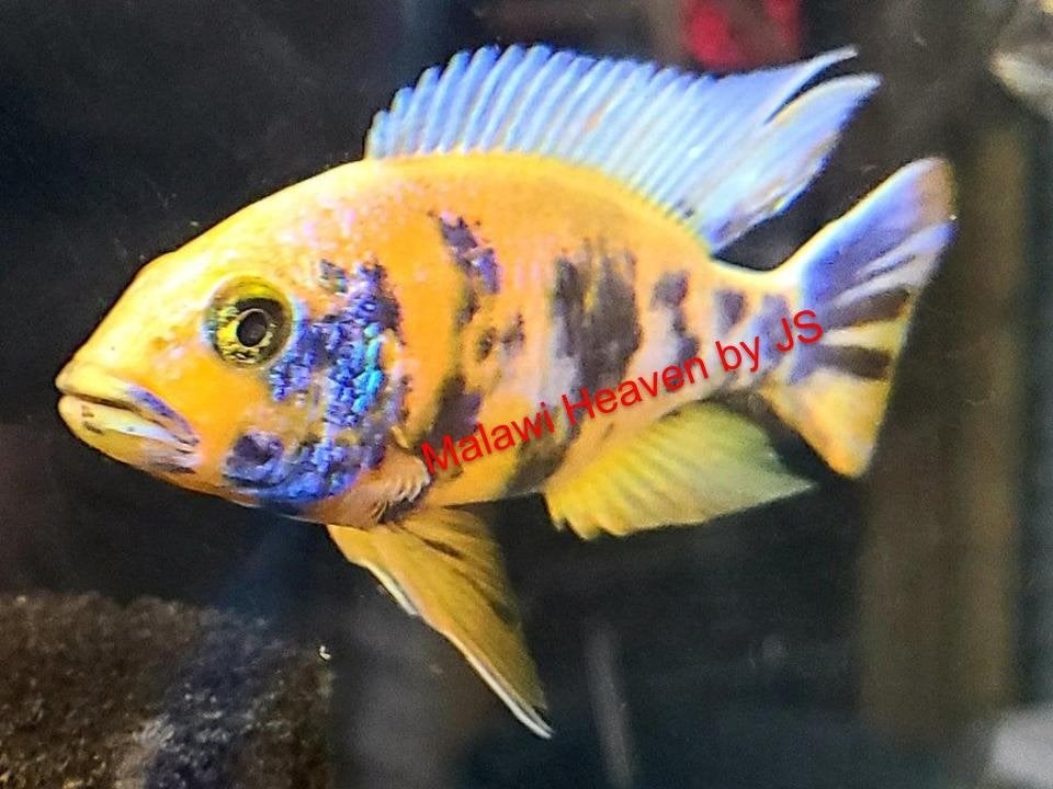 Aulonocara Yellow Berry malawi cichliden, Poisson, Poisson d'eau douce, Banc de poissons