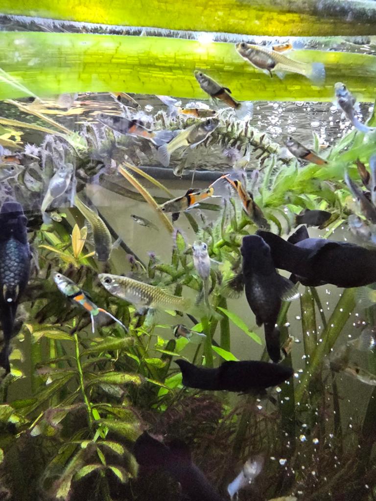 Pêche Endler Guppy Molly, Animaux & Accessoires