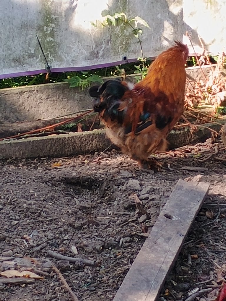 Haan gratis, Dieren en Toebehoren, Pluimvee, Kip