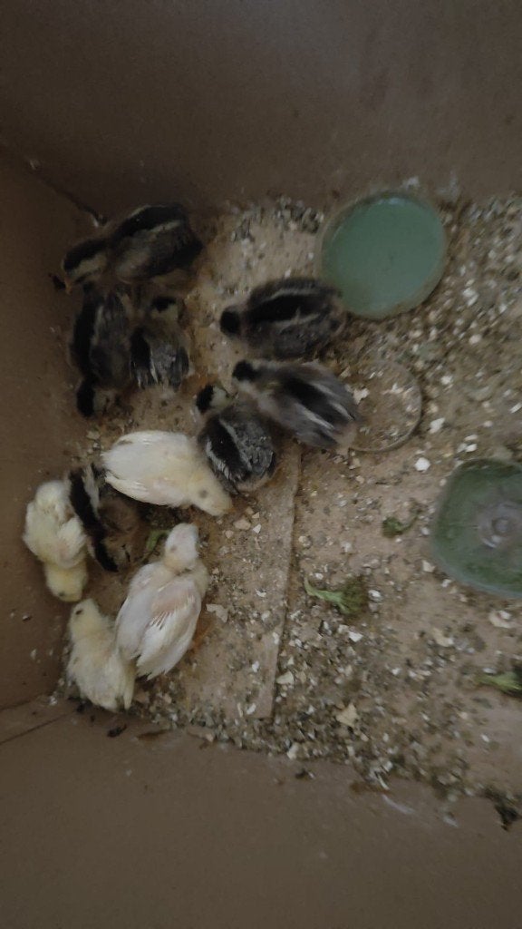 Onagadori  broedeieren  99.9% goed, Dieren en Toebehoren, Pluimvee, Meerdere dieren, Kip