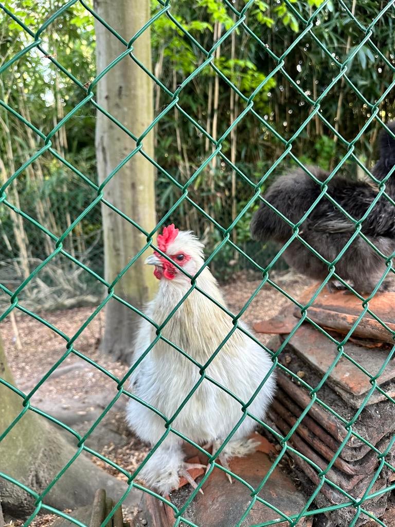 Coqs Silkfowl, Mâle, Poule ou poulet