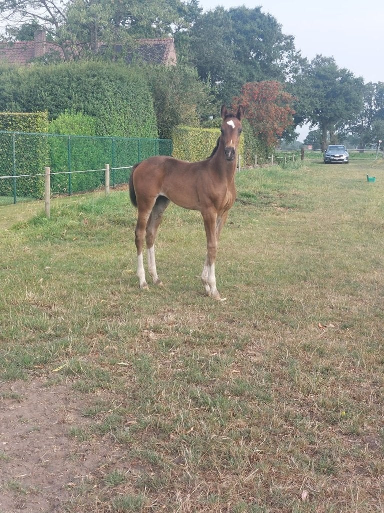 Merrie veulen van hengst O Frederic, Jument, Cheval de dressage, Avec pedigree, 0 à 2 ans