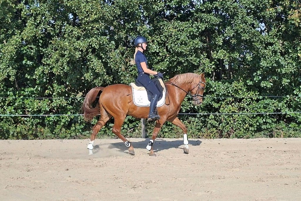 D pony te koop, Merrie, Dressuurpony, 11 jaar of ouder, D pony (1.37m tot 1.48m)