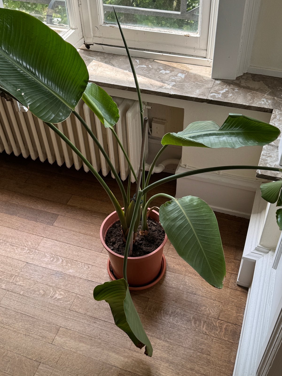 Plante d’interieur strelitzia, Ophalen, Ficus