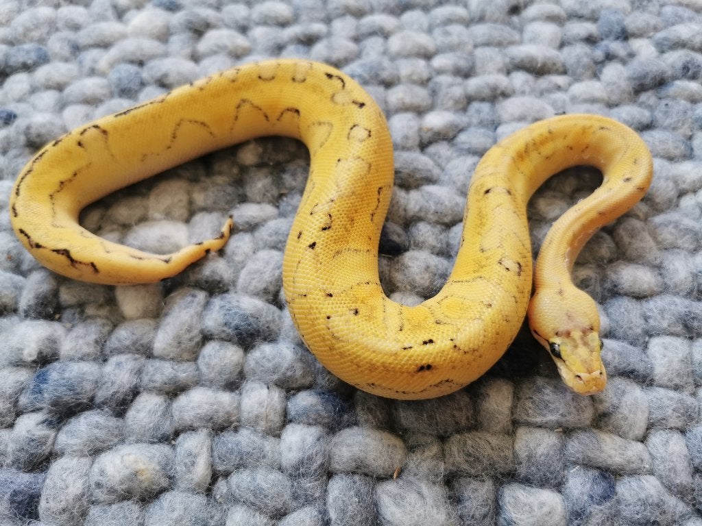 Koningspython; 0.1; Champage Super Enchi Pastel Ball Python - male for sale from Tessa