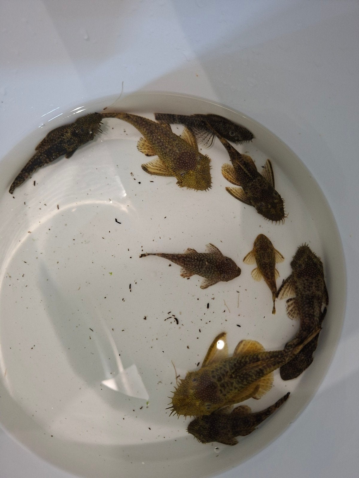àncistrus commun toute tailles