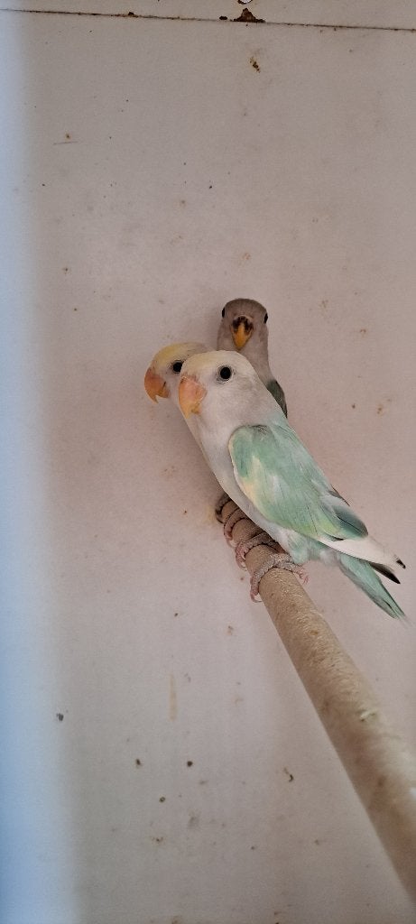 PARKIET Dwergpapegaai Agapornis, Plusieurs animaux, Perroquet nain ou Inséparable, Bagué