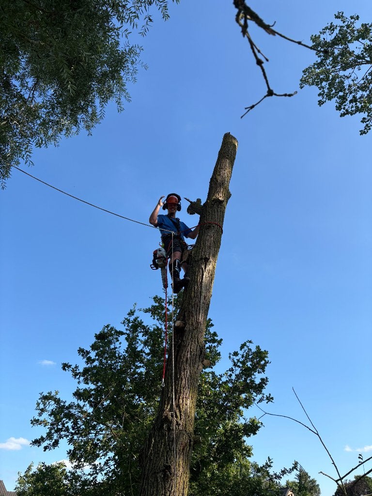 Bomen vellen, Ophalen