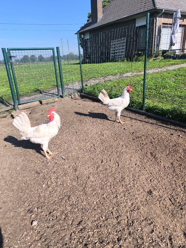 Mooi witte leghorn hanen, Animaux & Accessoires, Mâle, Poule ou poulet