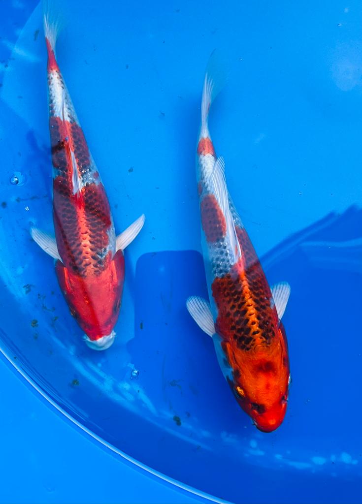 Tosai Kujaku Marusei 22-25cm, Dieren en Toebehoren, Karper of Koi