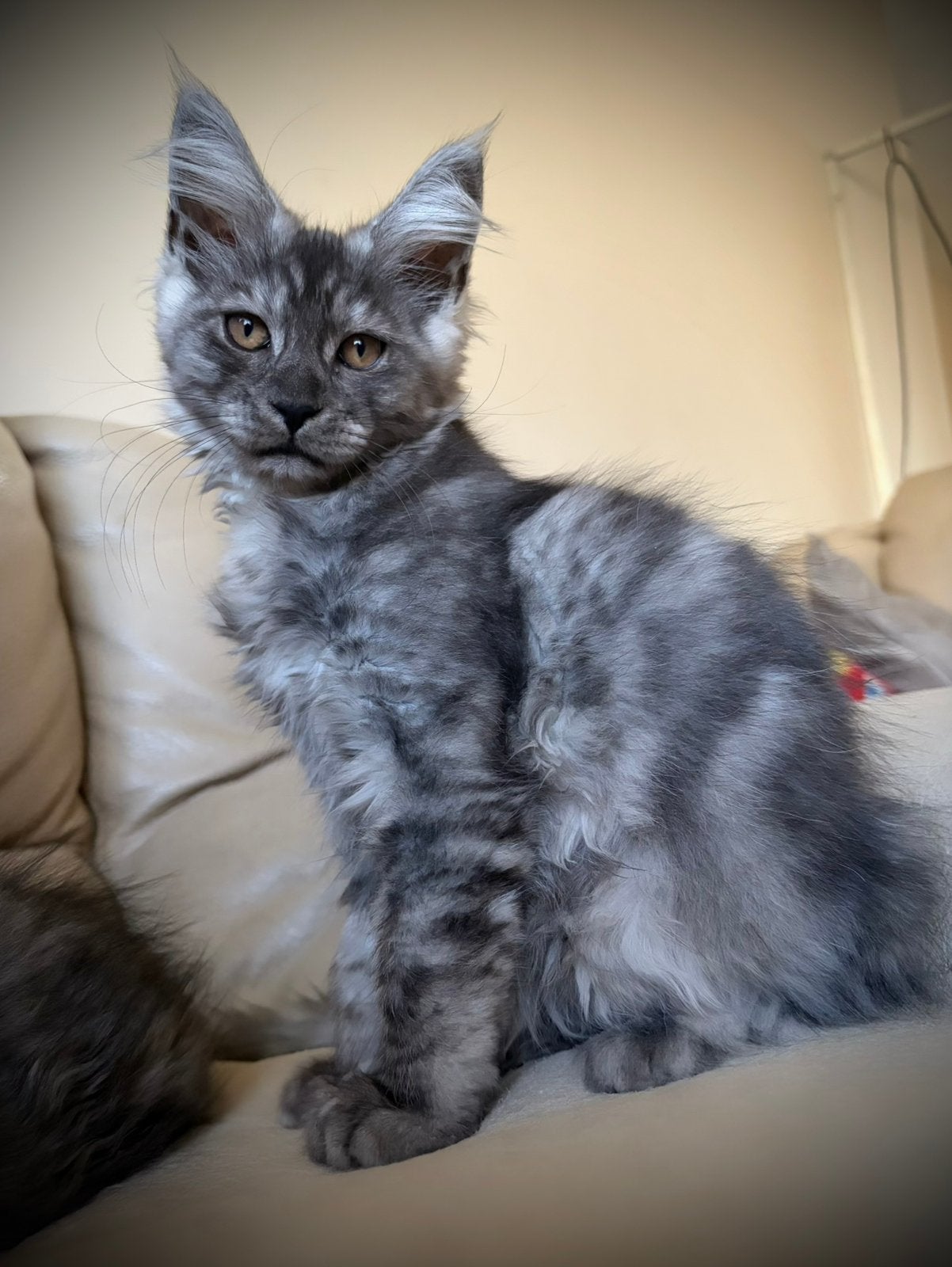 Prachtige maine coon kittens met kampioen stamboom ✨🏆 !!, Dieren en Toebehoren, Poes, Met stamboom, 0 tot 2 jaar