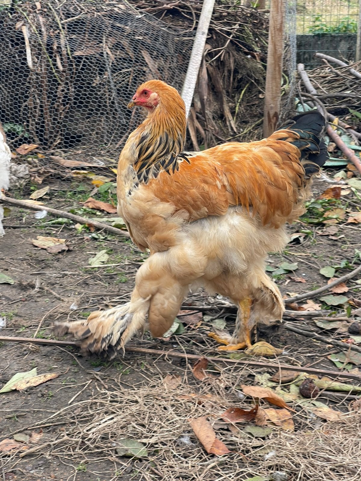 Brahma hanen, Dieren en Toebehoren, Mannelijk, Kip