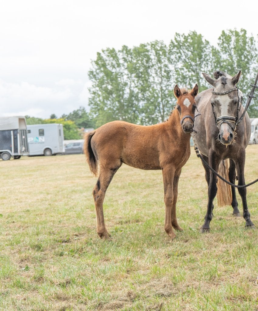 BRP - pony merrieveulen, Merrie, Met stamboom, Springpony, 0 tot 2 jaar