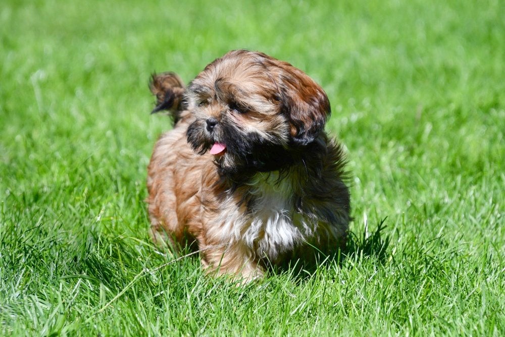 Shih Tzu pups te koop, Dieren en Toebehoren, België, Overige rassen, CDV (hondenziekte), 8 tot 15 weken