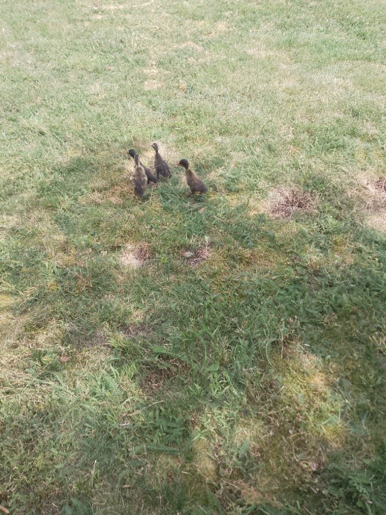 Indische Loopeenden kuikens, Dieren en Toebehoren, Pluimvee, Meerdere dieren, Eend
