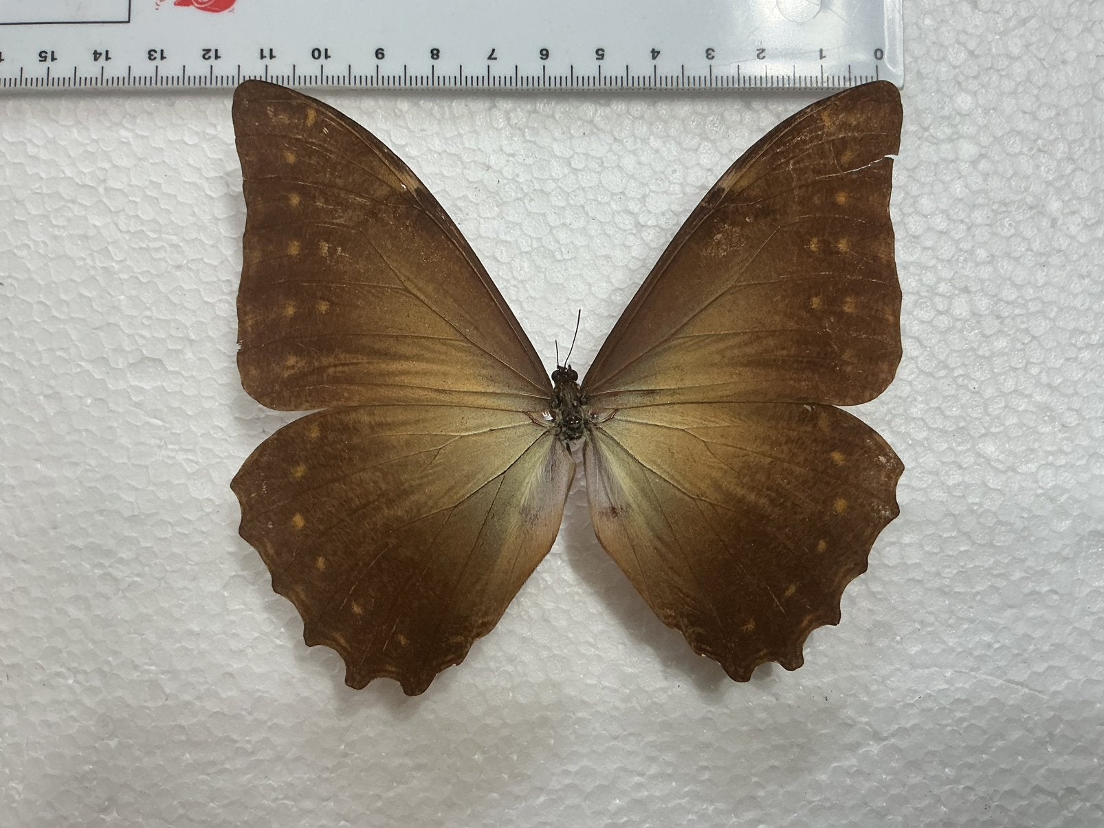 PROMO aan HALVE PRIJS: Morpho amphitryon,, Enlèvement