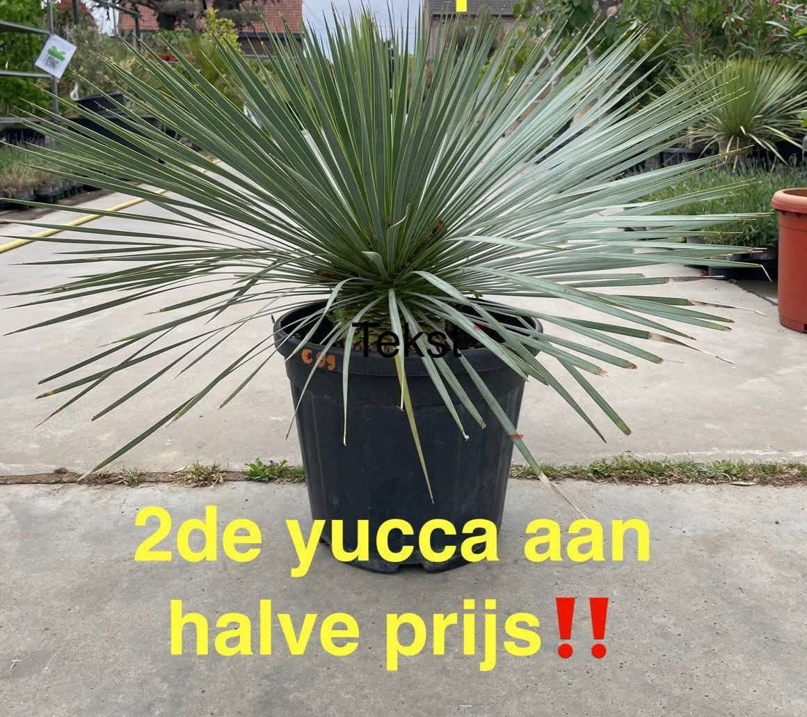 ‼️yucca rostrata aan promoprijzen ‼️, Tuin en Terras, Ophalen