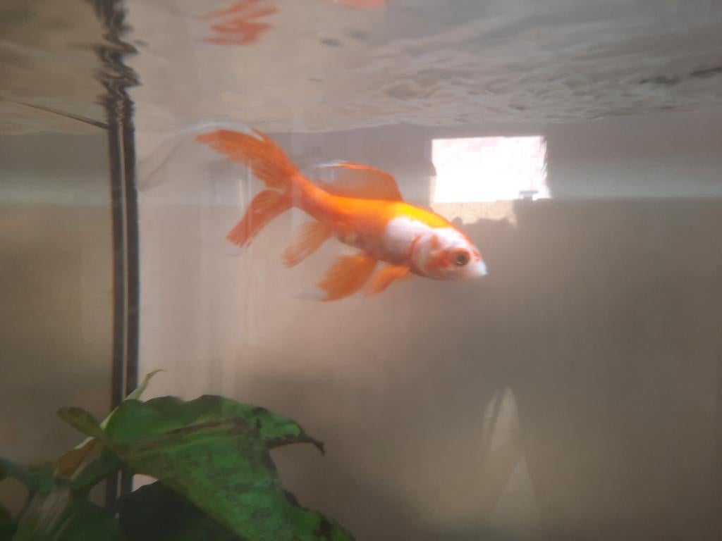 Goudvis voor vijver of zeer groot aquarium, Vis, Zoetwatervis