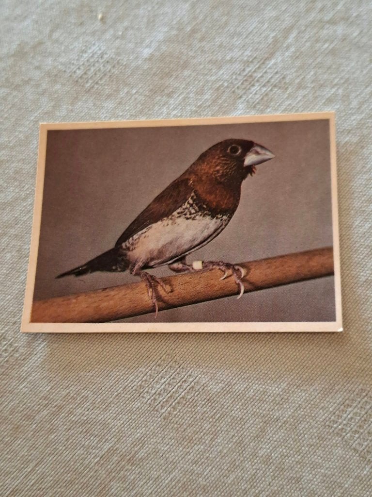 Prentje/Chromo : Kruising bruinborstrietvink-Japans meeuwtje, 1960 tot 1980, Gebruikt, Ophalen of Verzenden, Dier