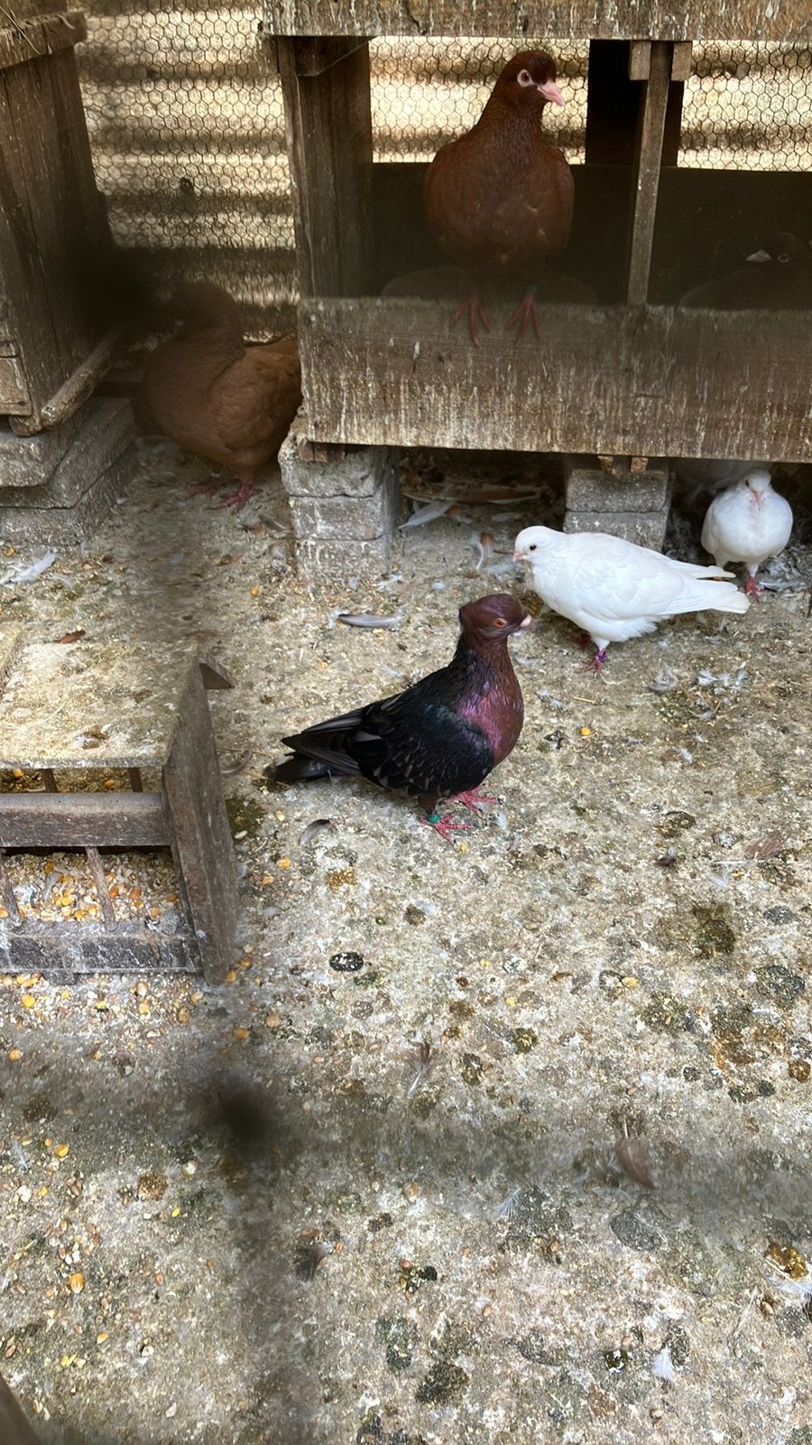 Koppel vinkduiven te koop, Animaux & Accessoires, Oiseaux | Pigeons, Plusieurs animaux, Autres espèces