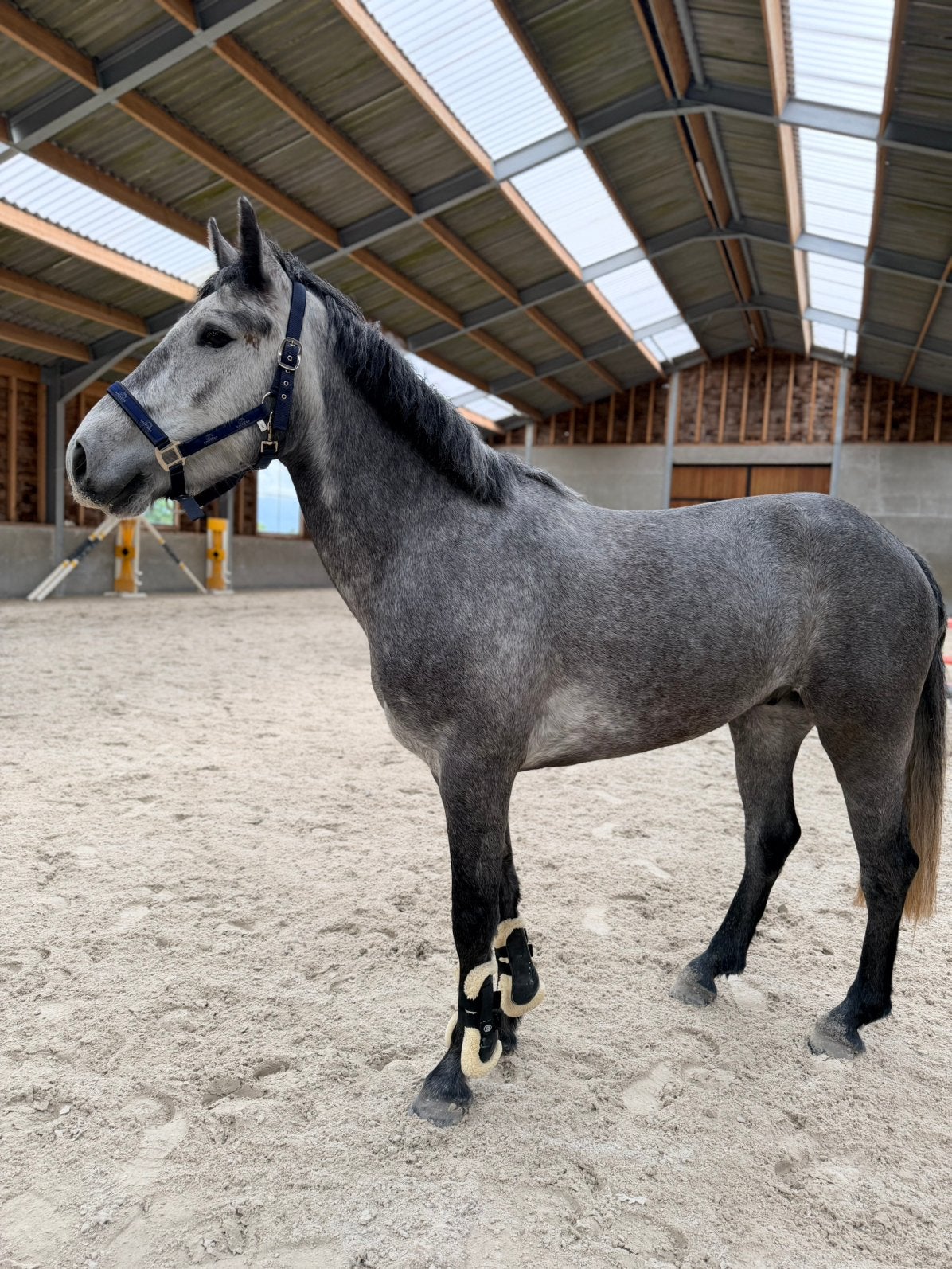 4 jarige connemara pony, Dieren en Toebehoren, Ruin, Springpony, 3 tot 6 jaar, D pony (1.37m tot 1.48m)