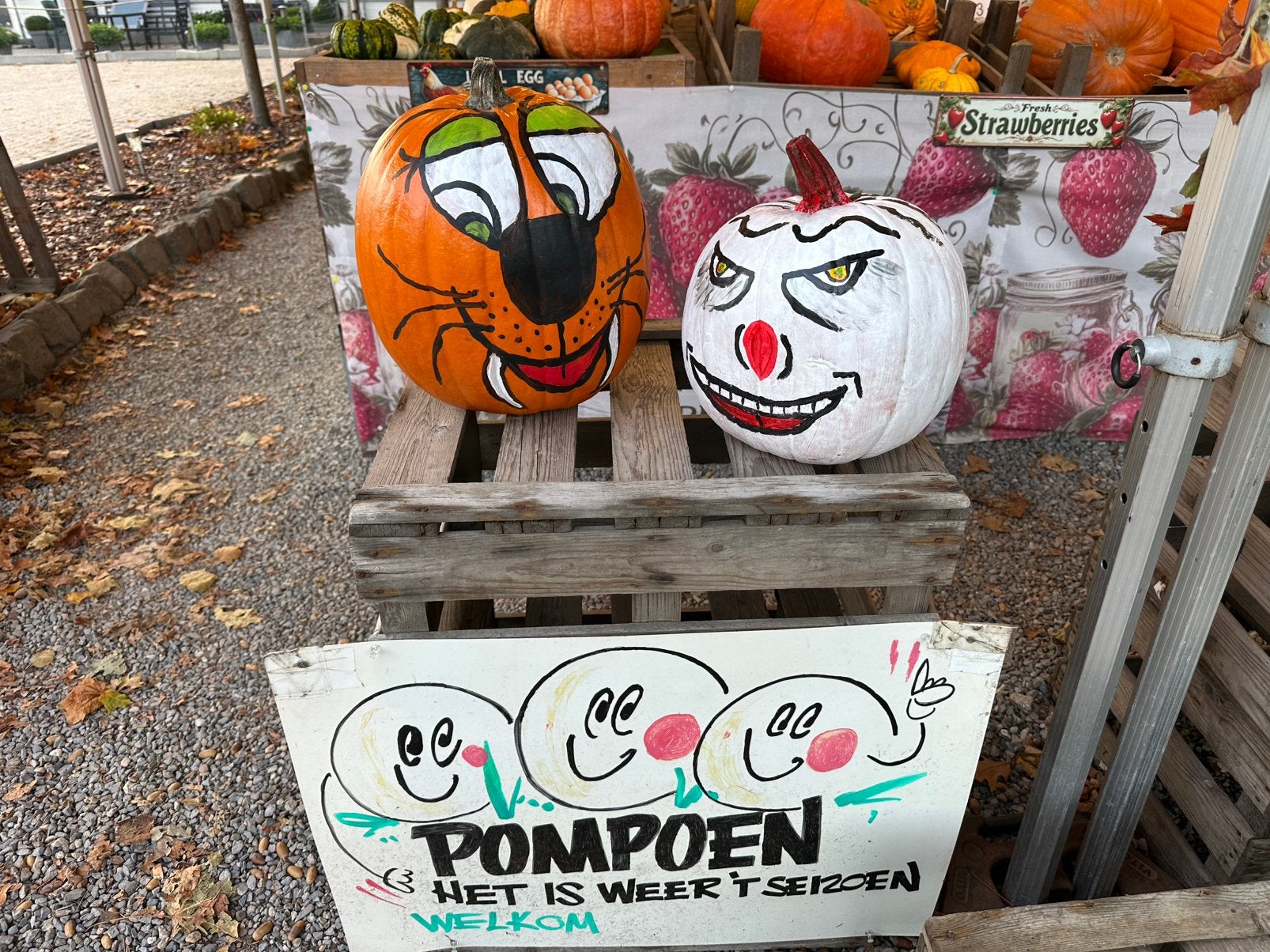 Halloween pompoenen Bio pompoen Kalebassen Sierfruit, Zakelijke goederen, Ophalen
