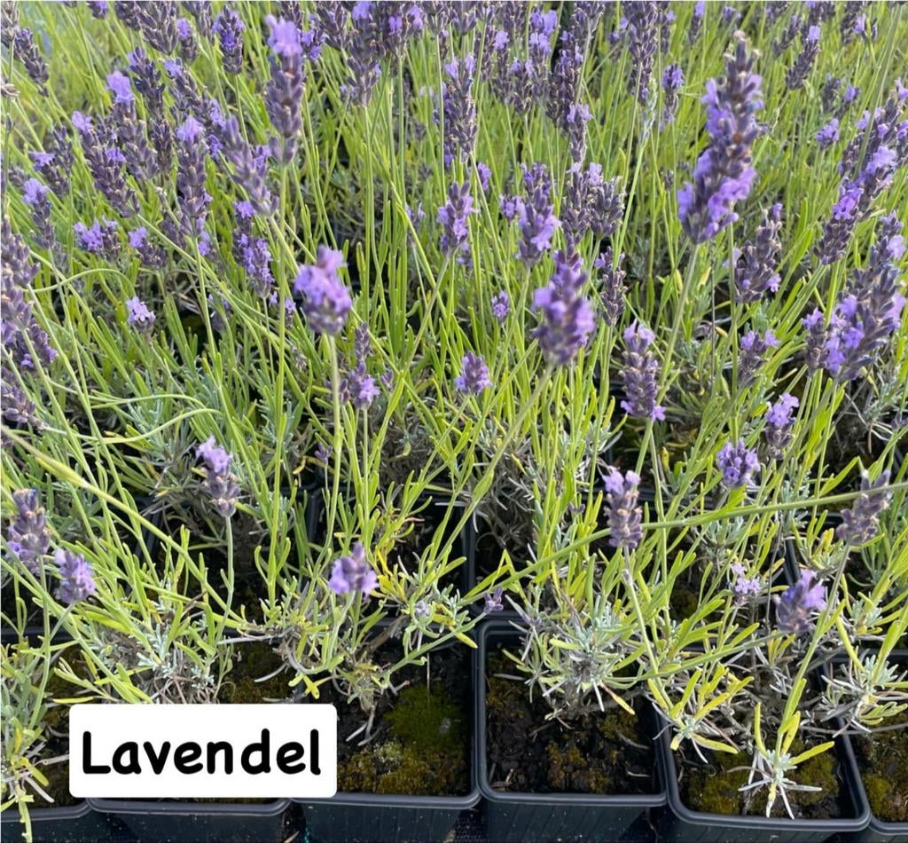 ‼️lavendel aan promoprijzen ‼️, Enlèvement