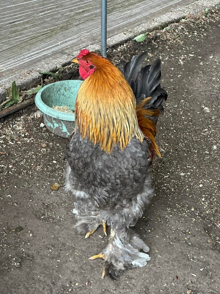 Blauw patricia haan, Dieren en Toebehoren, Pluimvee, Mannelijk, Overige soorten