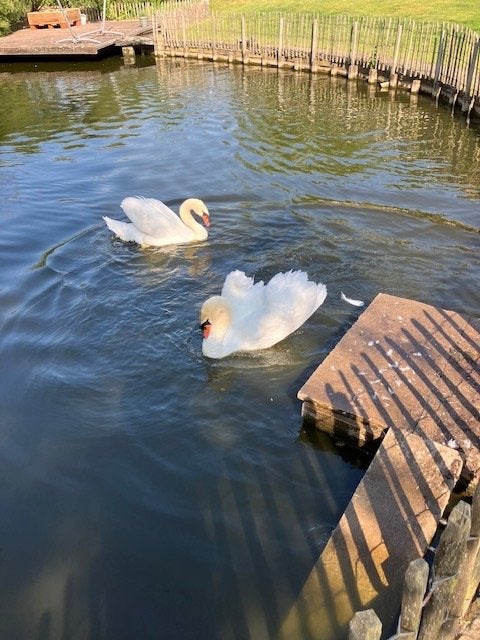 Witte zwanen knobbelzwaan, Mannelijk, Geringd
