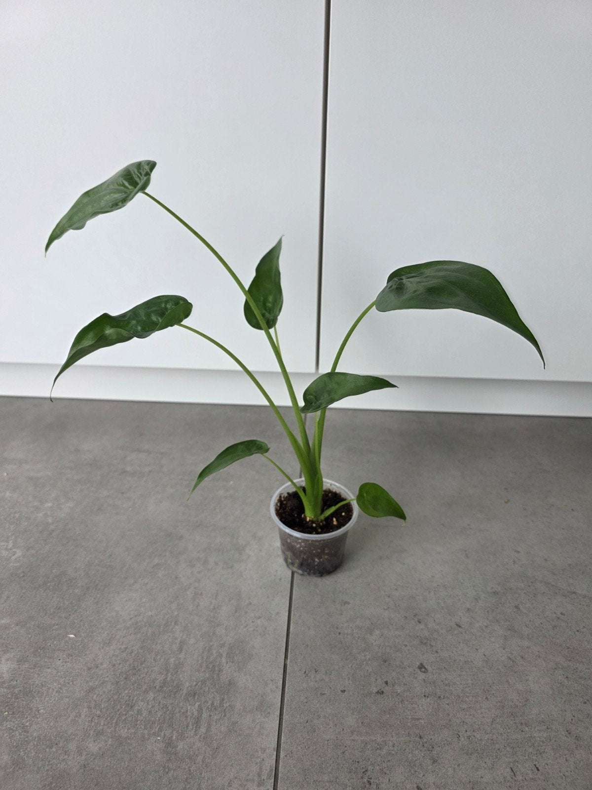 alocasia cucullata, Ophalen, Vaste plant, Halfschaduw