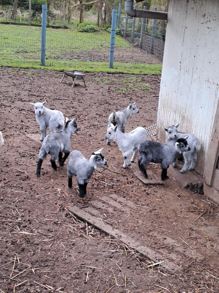 Blauwschimmel geitjes. (Gereserveerd), Chèvre