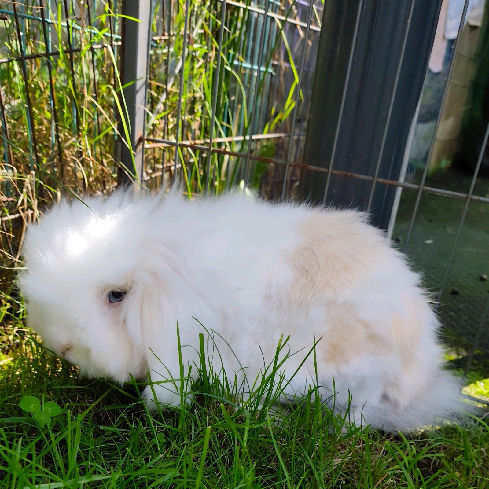 Raszuiver Teddy widder rammetje., Dieren en Toebehoren, Mannelijk, Dwerg, Hangoor