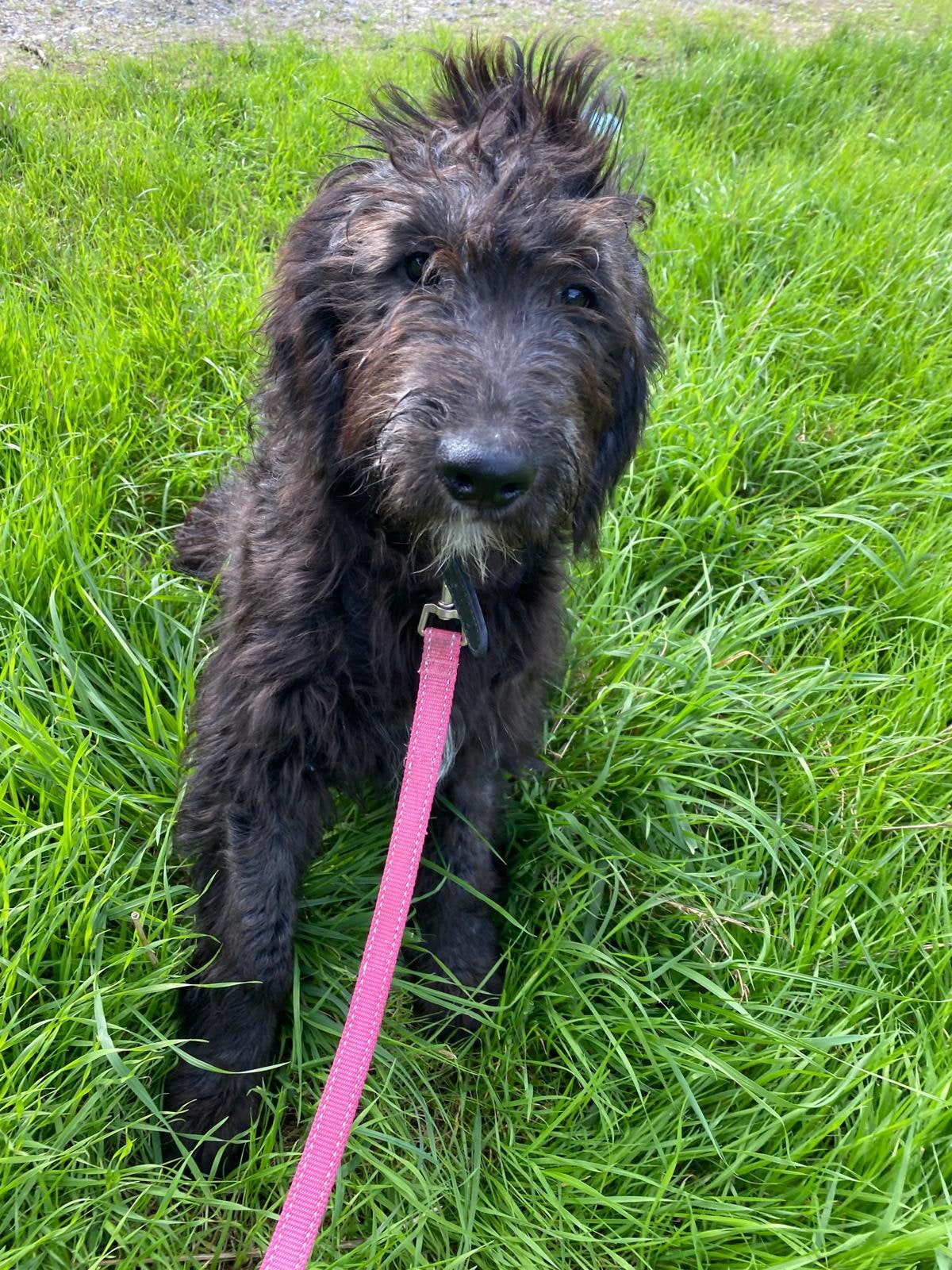 Mooi zwart goldendoodle reutje!, Golden retriever, België, 15 weken tot 1 jaar, Reu