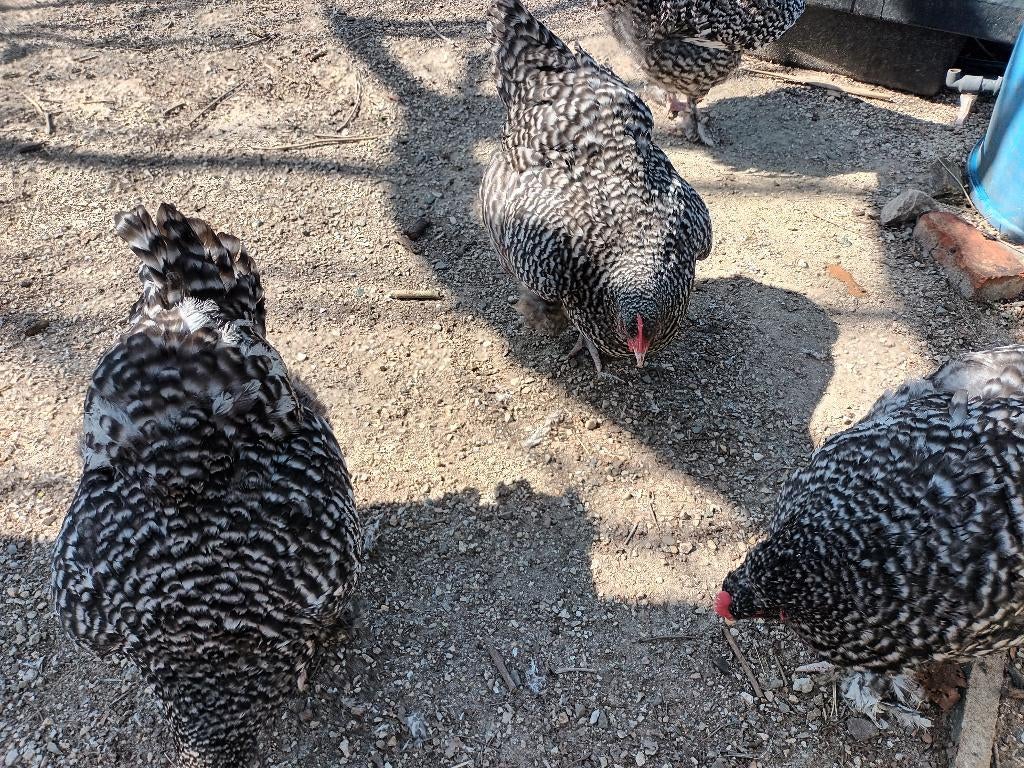 Broedeieren mechelse koekoek, Dieren en Toebehoren