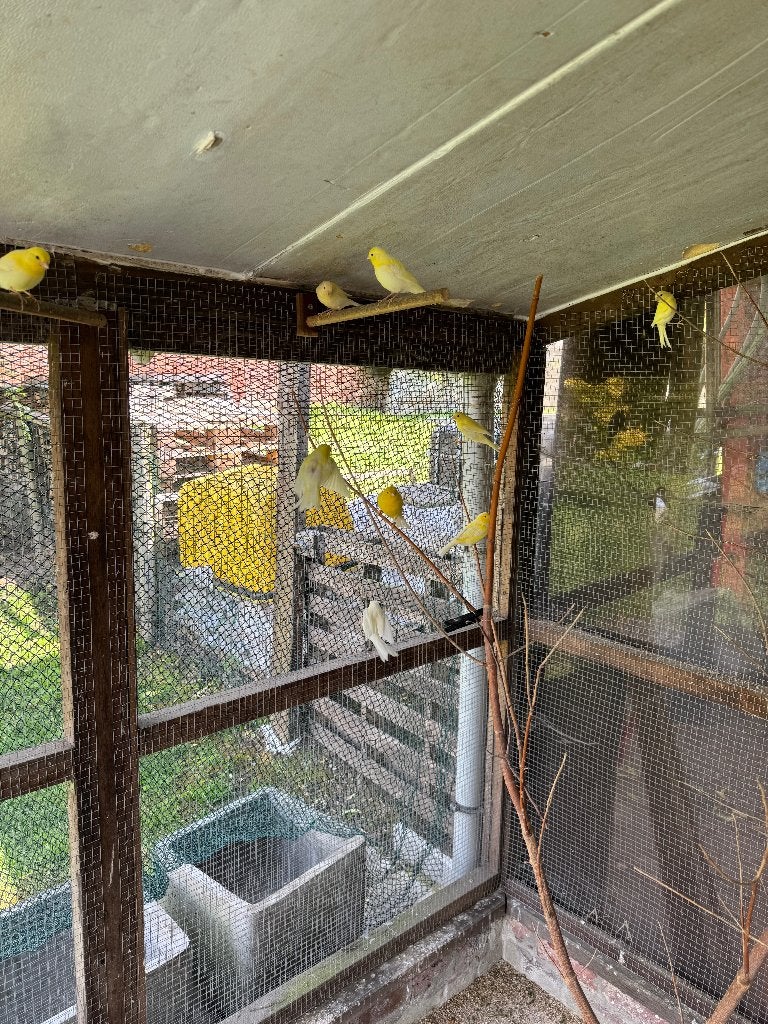 kanaries 2026, Dieren en Toebehoren, Vogels | Kanaries, Geslacht onbekend, Kleurkanarie