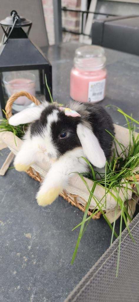 Bébés lapins