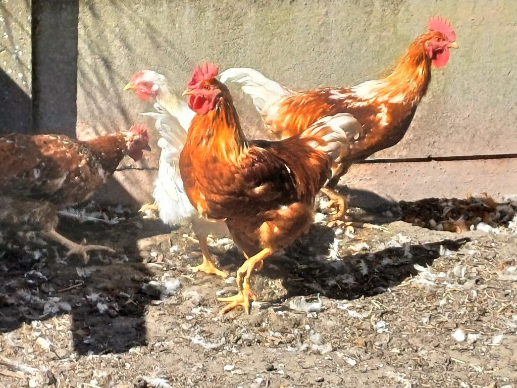 Hanen, Dieren en Toebehoren, Mannelijk, Kip