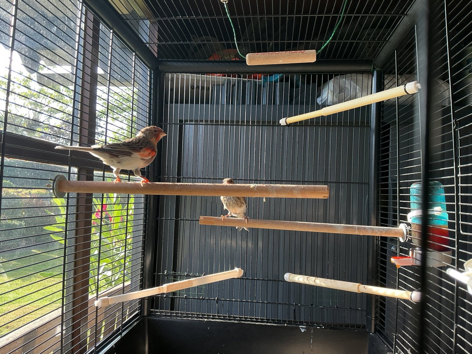 Jonge kanaries 2026, Dieren en Toebehoren, Vogels | Kanaries, Meerdere dieren, Kleurkanarie