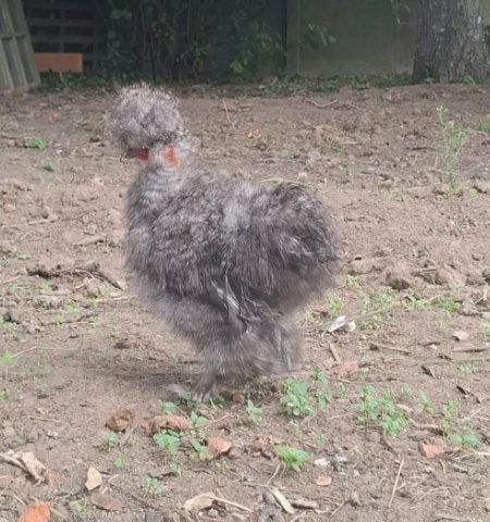 Usa zijdehoen naakthals haantje, Mâle, Poule ou poulet