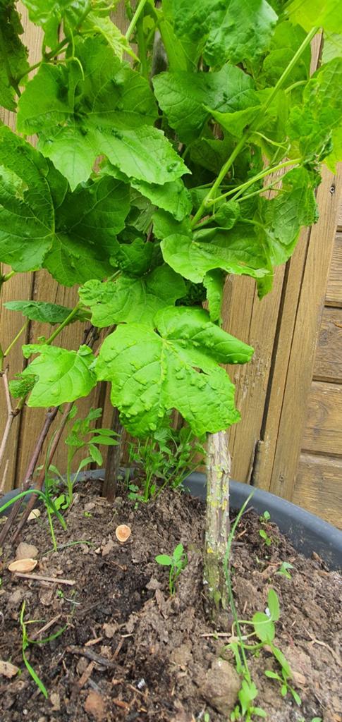Druivenboom, Tuin en Terras, Bloembollen en Zaden, Ophalen