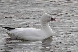 gevraagd vrouwtje rossgans overjarig, Vrouwelijk, Gans of Zwaan