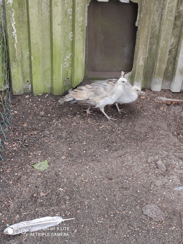 koppel jonge zwartvleugel pauwen, Dieren en Toebehoren